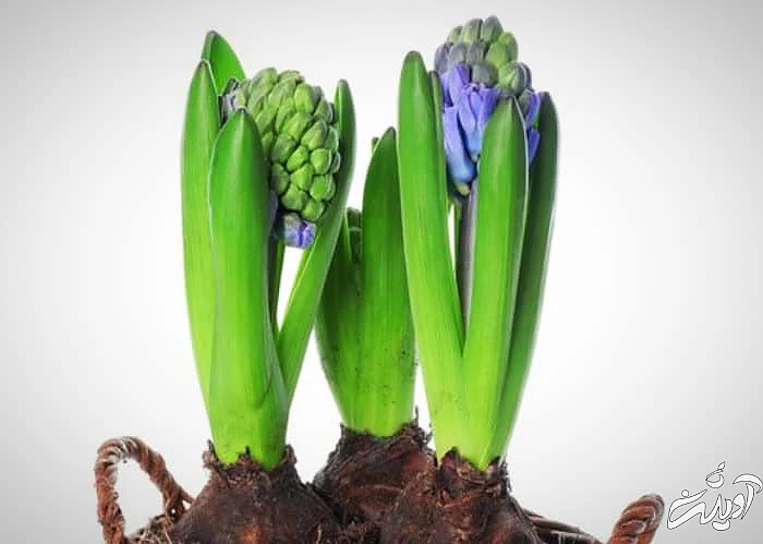 شکوفه زدن سنبل